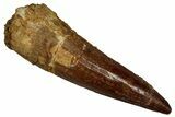 Fossil Spinosaurus Tooth - Real Dinosaur Tooth #356758-1